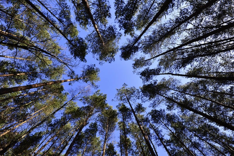 Canopy-covered Areas