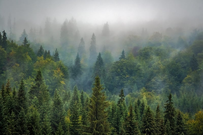Forest Venue